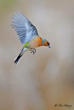 Hovering Chaffinch 